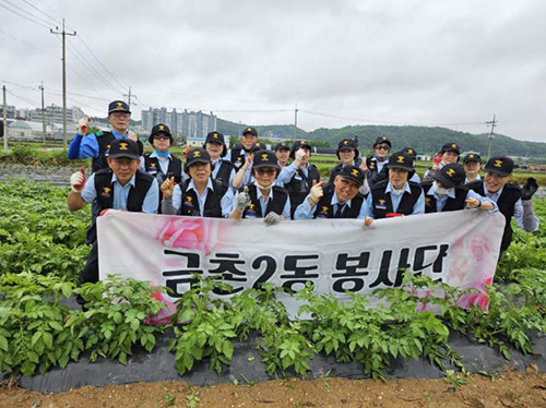 금촌2동 실버경찰대, ‘금이동네 온동네 감자나눔’으로 이웃사랑 실천 기사 이미지