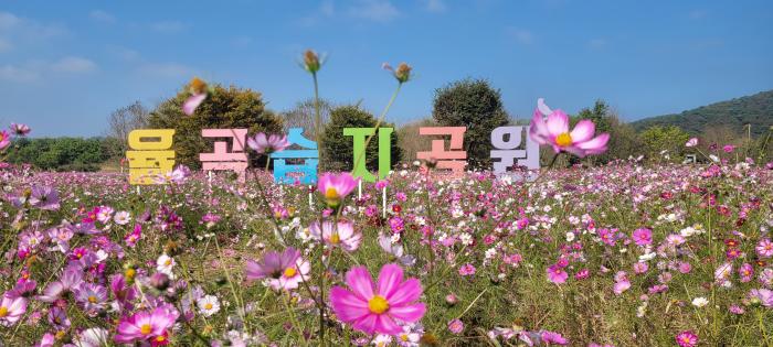 광탄면 코스모스길에서 가을 버스킹…6일·13일 음악과 함께 즐긴다 기사 이미지