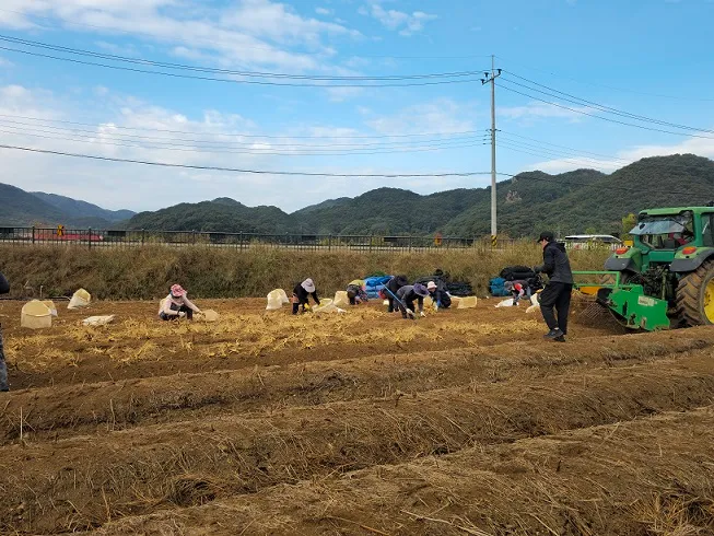 믿고 먹는 6년근 인삼…‘제21회 파주개성인삼축제’ 준비 총력 기사 이미지